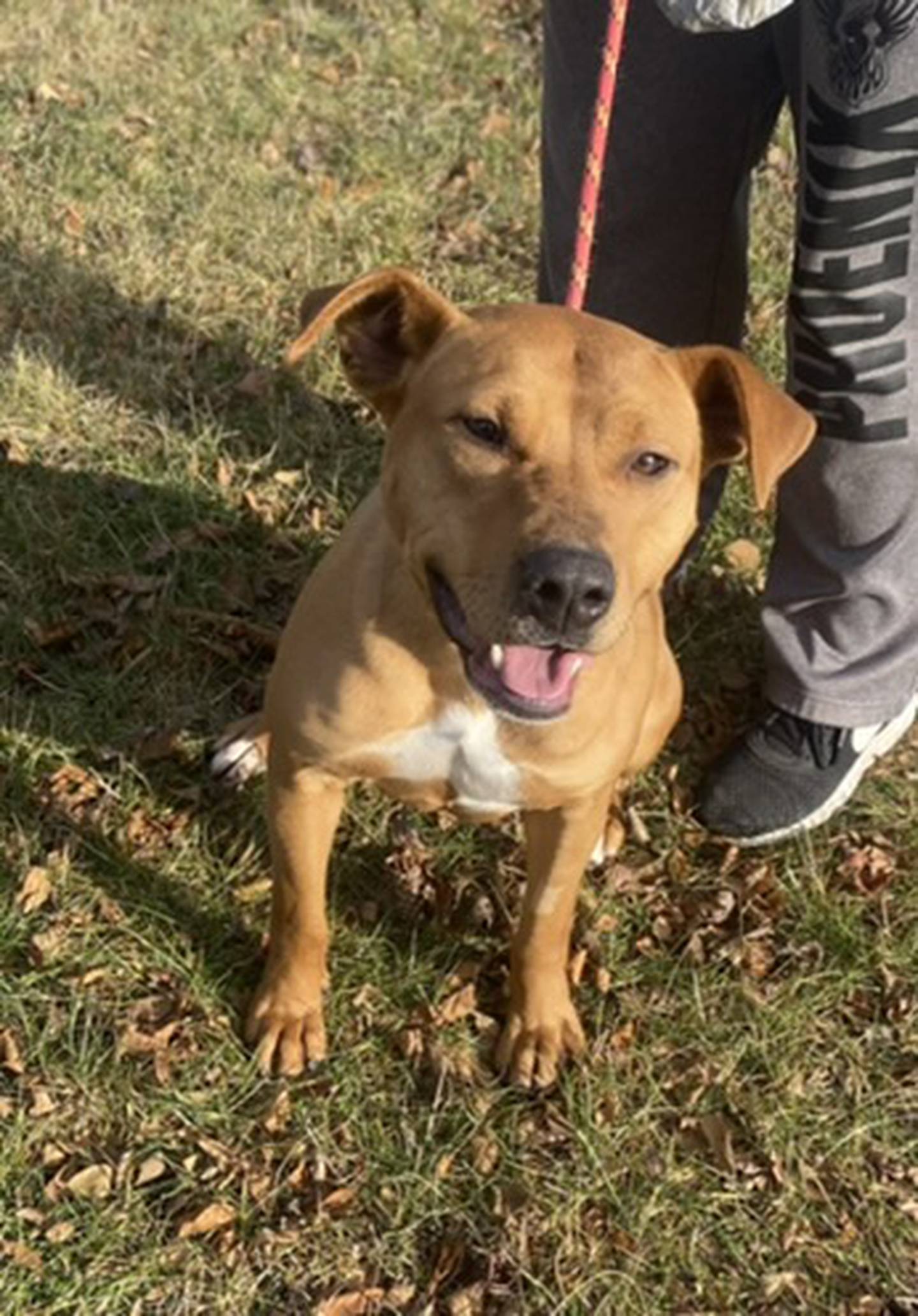 Lindsey is a 2-year-old terrier mix that is friendly, outgoing, active and fun.  She loves to go on walks and play with toys. She likes other dogs. She would do best with an active adopter that will continue her training. To meet Lindsey, email Stacy at stacy@nawsus.org. Visit nawsus.org.