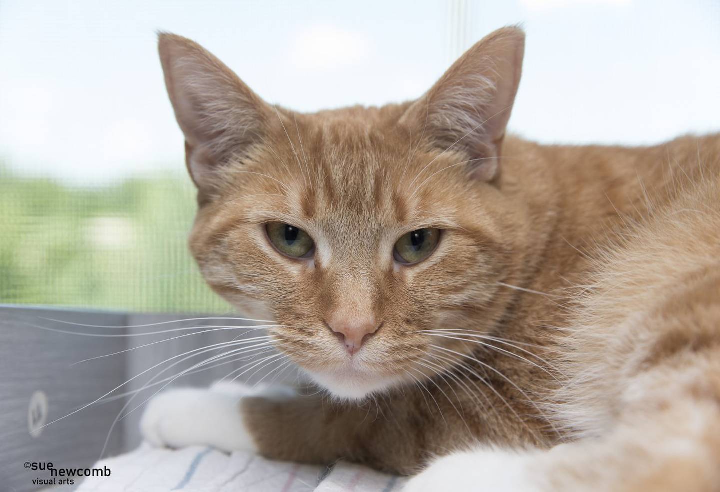 Cheese is a 2-year-old shy domestic shorthair. She loves toys and treats, and an occasional pet from shelter staff. Cheese needs a loving and patient forever home that will allow her time to decompress and learn to trust her owner. Contact the Will County Humane Society at willcountyhumane.com and follow the instructions for the adoption process.