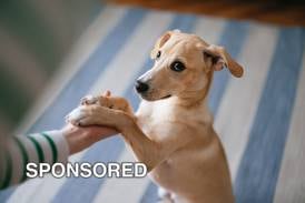 Five Tips for National Train Your Dog Month