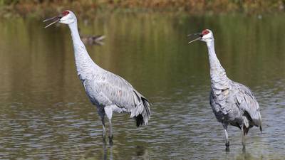 Bird walks, owl banding and more with Kane County Audubon