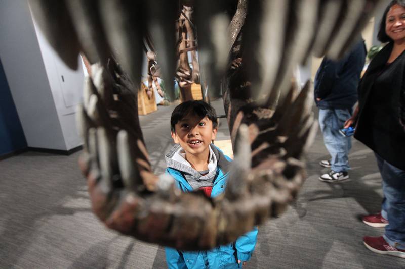 Jude Alcantara, 6, of Hoffman Estates looks at the jaw of a Tyrannosaurus rex in the "Dinosaurs: Fossils Exposed" exhibit at the Dunn Museum on Oct. 28 in Libertyville. Jude was at the exhibit with his parents, Mark and Ixchel.