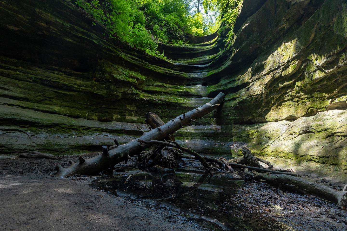 Utica Fire and IDNR were dispatched to French Canyon to rescue a deer on Thursday, June 26, 2025 at Starved Rock in Utica.