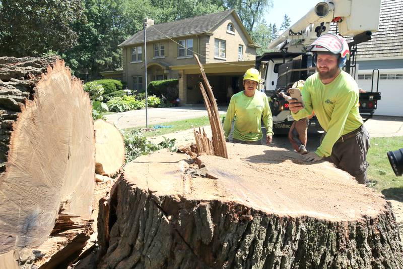 Workers from D. Ryan Tree and Landscape take photos of the stump of the historic oak tree at 240 Rolfe Road in DeKalb after it was cut down Thursday, July 21, 2022. The tree, one of the oldest in the city, was beginning to die and lost a branch in a storm last week so at the advice of an arborist the city opted to remove it rather than risk more branches coming down and causing damage or injury.