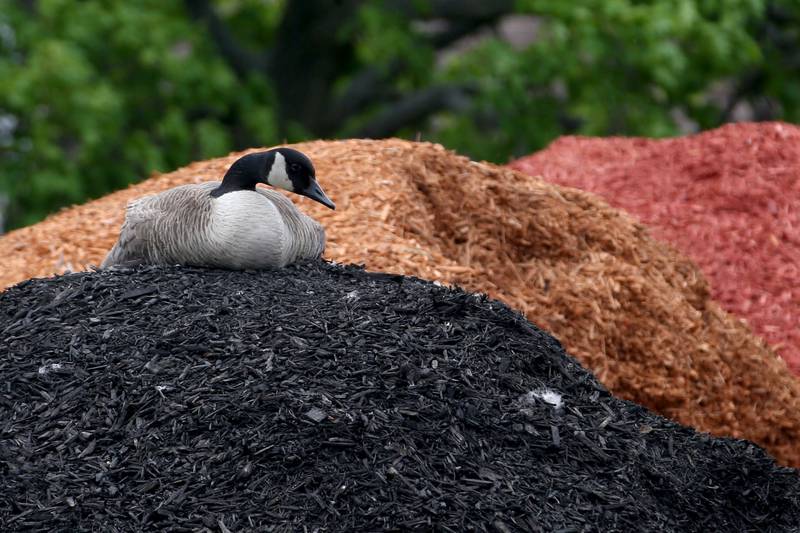 A Canadian mother goose protects her nest that she made at the top of a mulch pile in the Sullivans parking lot on Tuesday, April 23, 2024 in Princeton. The goose has been there about two weeks. “Its not common for geese and ducks to lay their eggs in the open where they can see predators coming such as an open yard, parking lot like that,” said Lisa Sons, Starved Rock Natural Resource Coordinator. “Geese can be very protective of their nests and removing the eggs will cause the goose to not recognize them in a new location, therefore abandoning the nest.” It takes about 28-35 days for the eggs to hatch. Canadian geese are protected under the Migratory Bird Act. Sullivans has suspended its black mulch service until the goslings leave the nest.