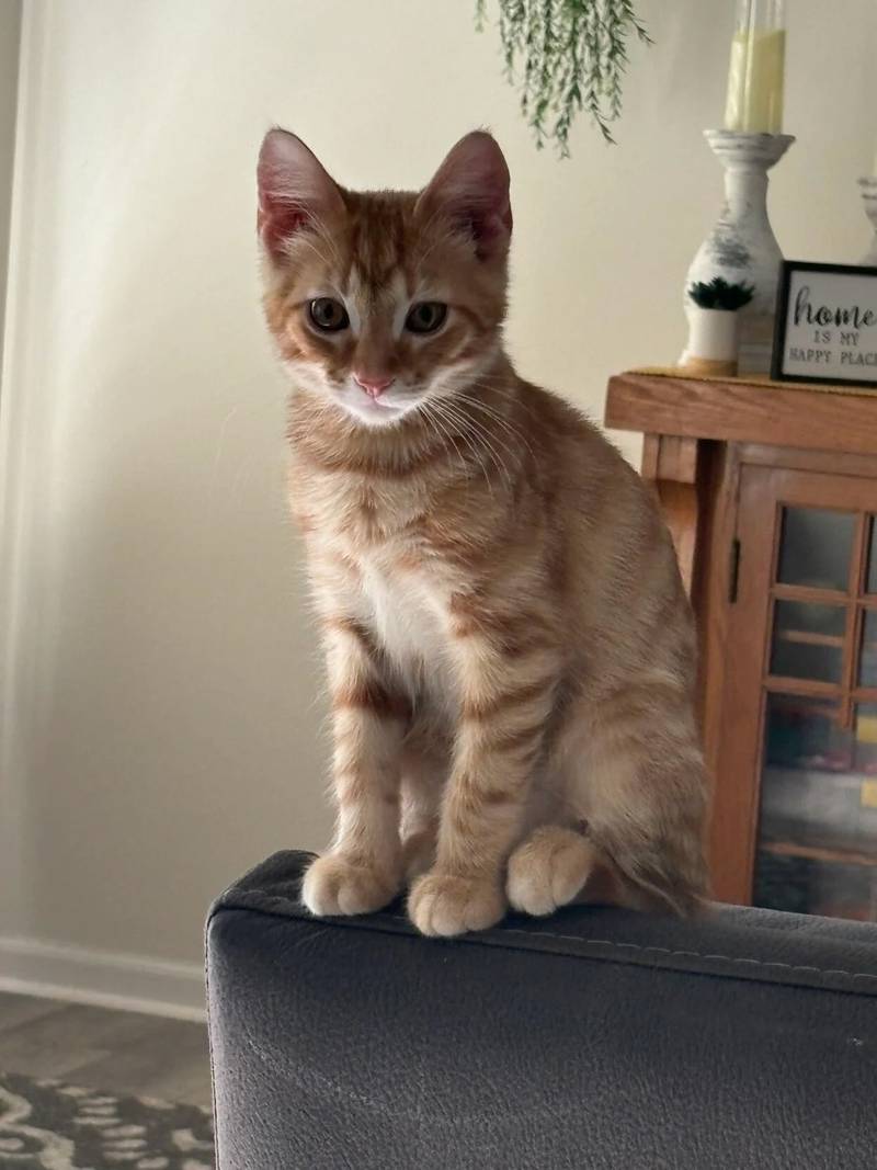 Percy is the Pet of the Week.