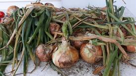 Lovina and family celebrate the announcement of next family wedding