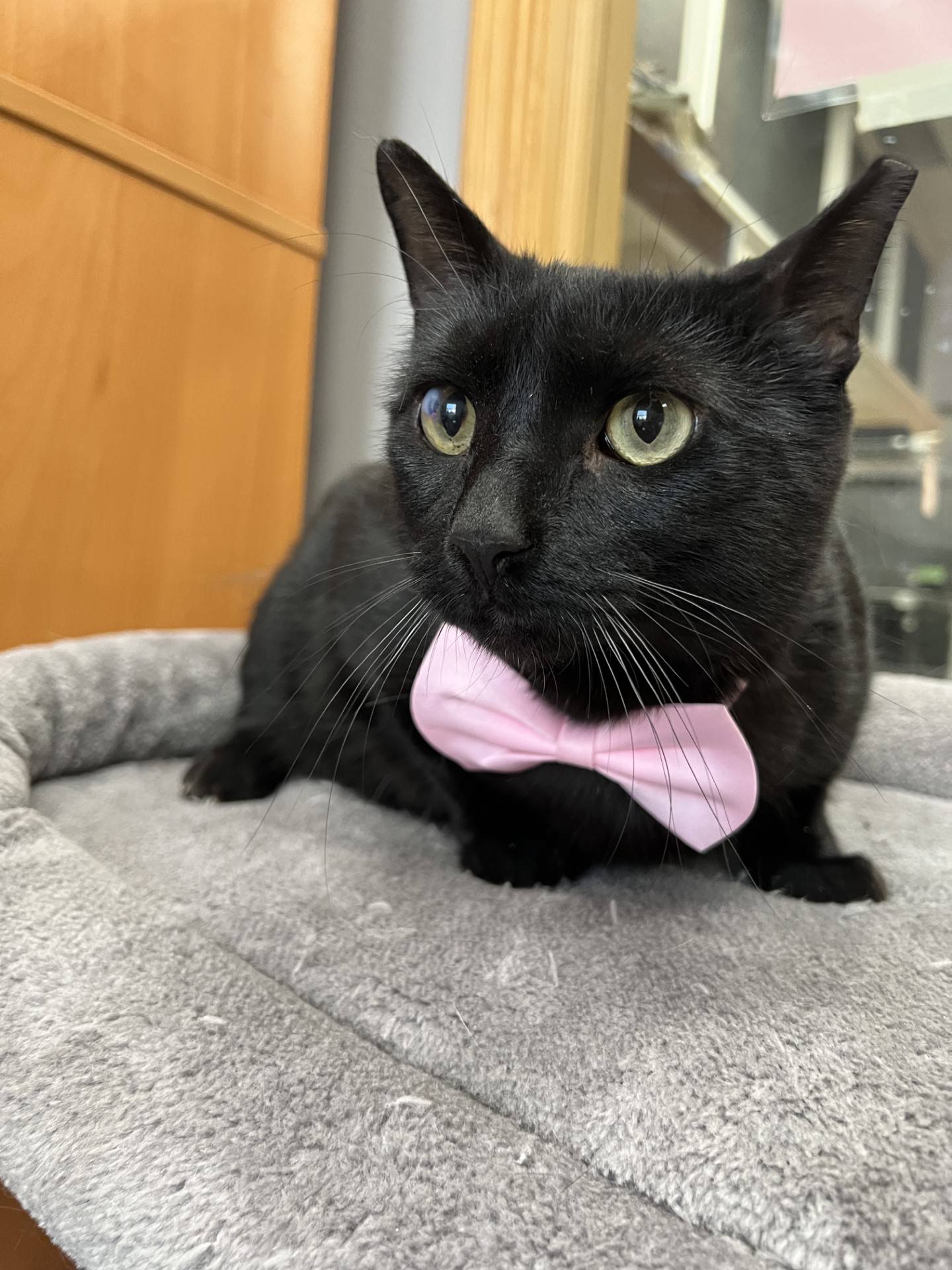 Four-year-old Mister Crowley lost his home when his owner died. He is friendly but a bit timid in new environments.  Once he warms up, he is affectionate and shows his desire for attention and pets.  To meet Mister Crowley, email Catadoptions@nawsus.org with any questions or to meet him. Visit nawsus.org.