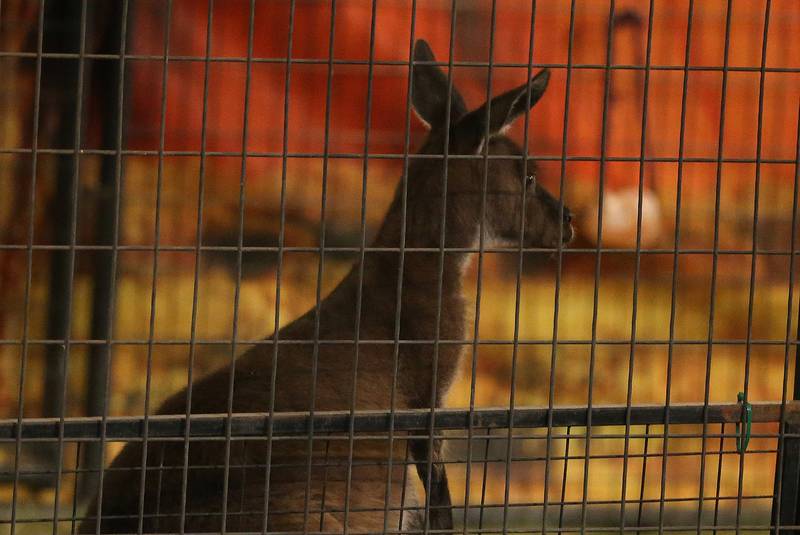 A kangaroo runs around in a cage during the Aussie Kingdom show at the 168th annual Bureau County Fair on Saturday Aug. 26, 2023 in Princeton.