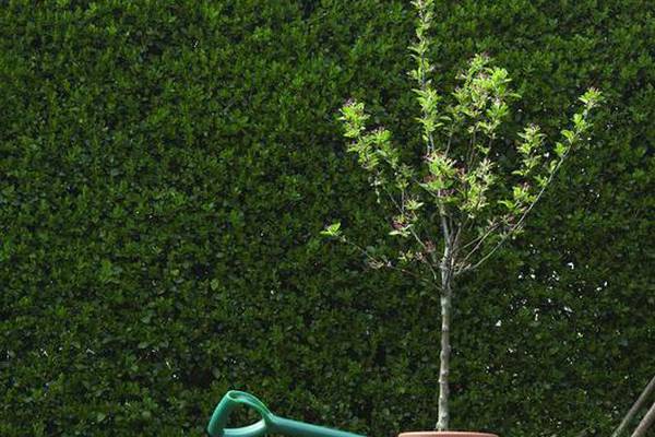 Why fall is the best time to plant trees