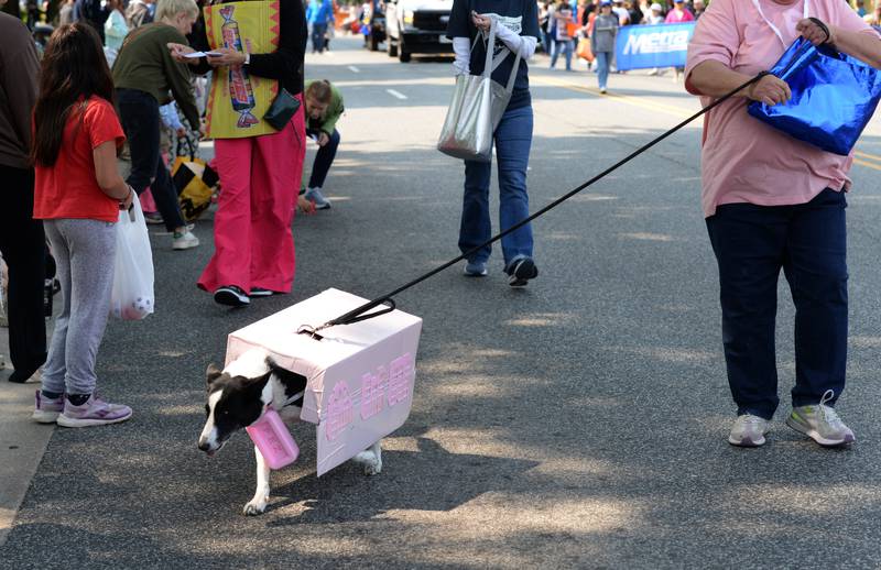 Mandi attends the annual LaGrange Pet Parade dresses s a Pez dispenser  Saturday May 31, 2025.