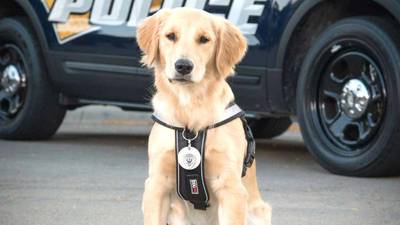 Sterling Police Department to bring on new comfort dog this week