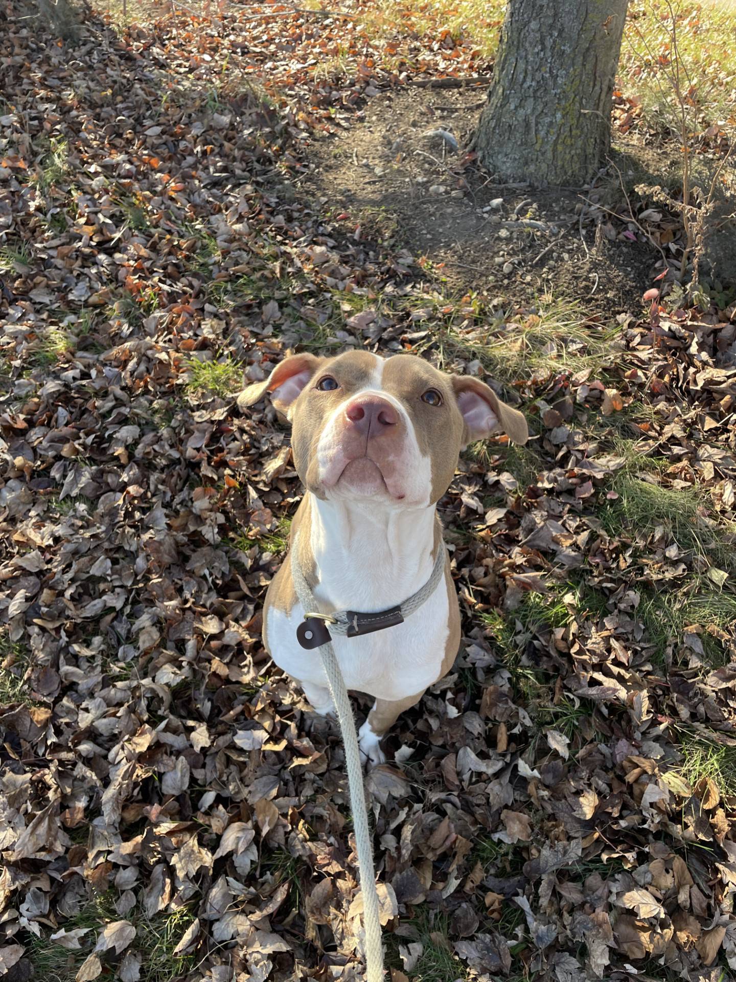 Josie is a 6-month-old terrier mix that was rescued from a local animal control. She is well-behaved for a young pup and eager to please.  She loves going on walks in a warm sweater.  She likes meeting new people and does well with other dogs. Josie is a sweet, friendly and affectionate dog that would be a great addition to a home. To meet Josie, email Dogadoption@nawsus.org. Visit nawsus.org.