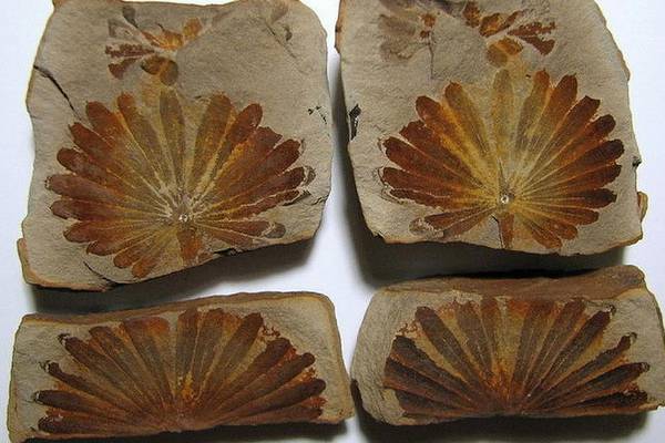 University program explores Mazon Creek fossils from 300 million years ago
