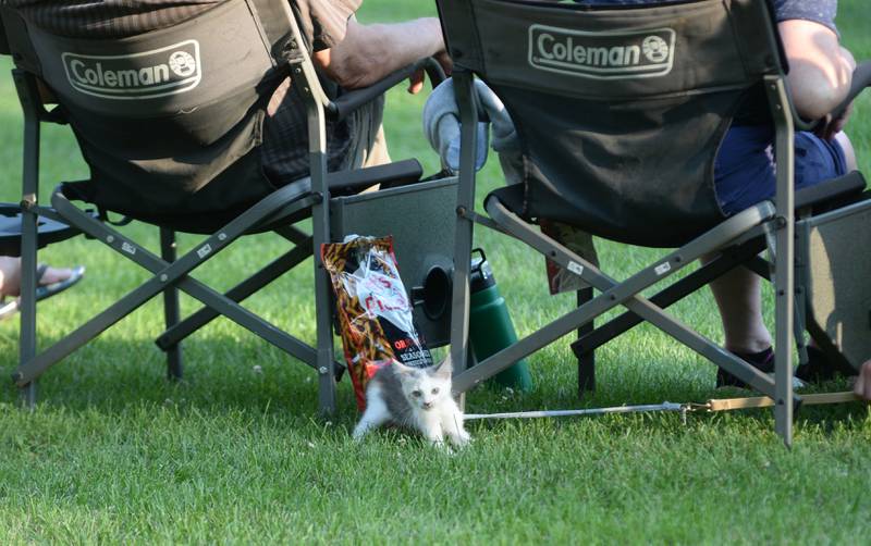 This kitten, tethered to its owners by a leash, was one of the attendees at the the Oregon Park District's Concert in the Park on Tuesday, July 22, 2025 at Oregon Park West. The free concert was the final concert for the 2025 season.