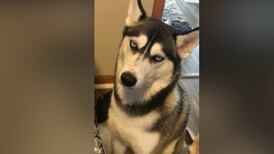 Pet of the Week: Jan. 8, 2025