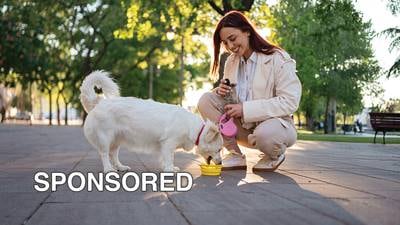 Protect Your Pet From Hot Pavement, Summer Heat