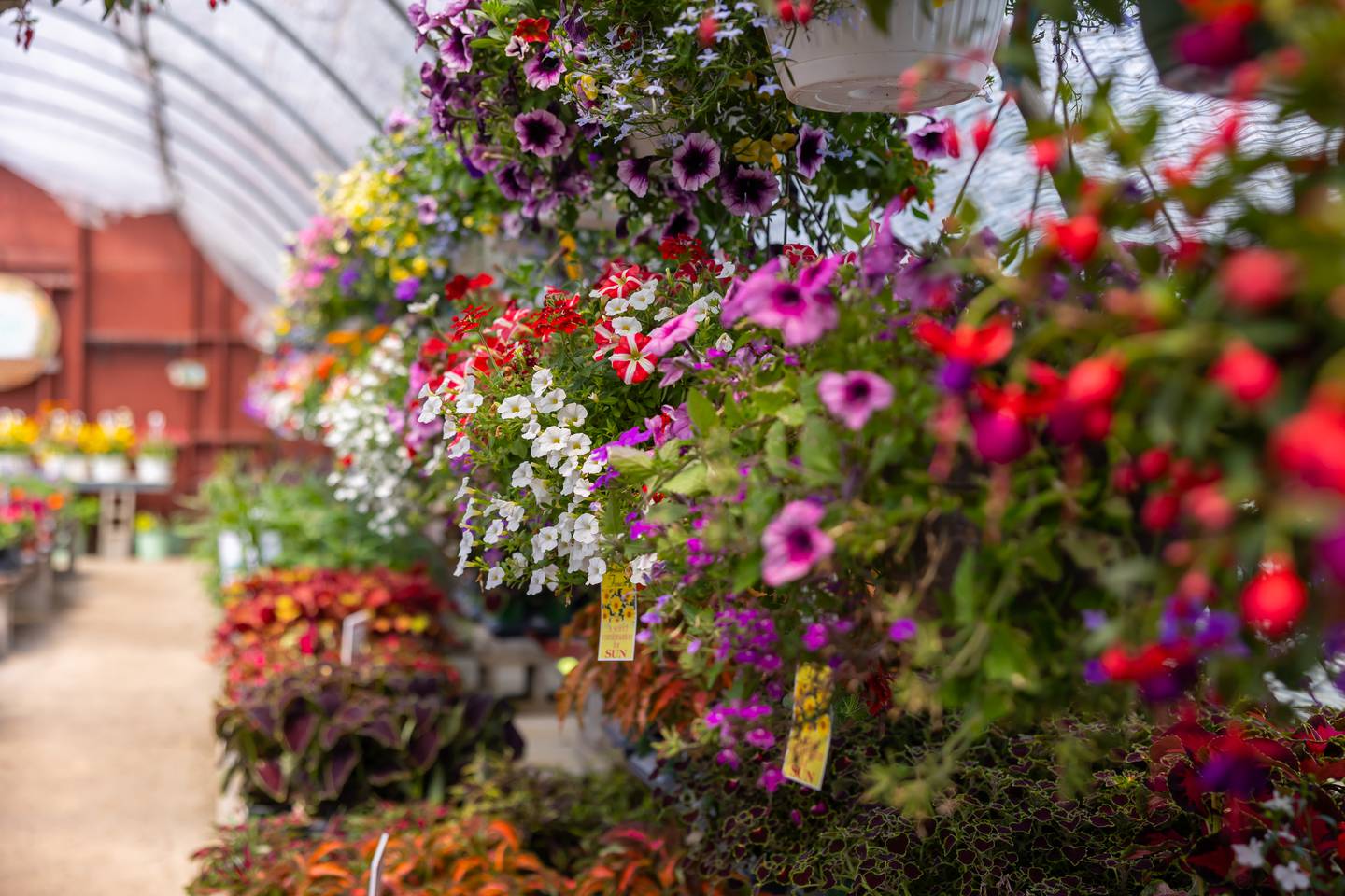 Siegel’s Cottonwood Farm in Crest Hill recently closed its garden center in April 2026 after 35 years. Customers praised the quality and wide variety of its plants.