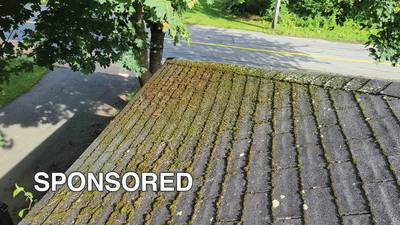 Common Places to Find Mold and Mildew on Your Roof