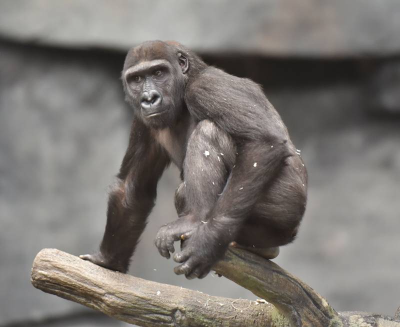 A new primate habitat is being built at the Brookfield Zoo. Gorillas, orangutans and other monkeys will have a new 2-acre, indoor/outdoor living space.