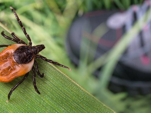 Illinois health officials warn of tick-borne illnesses as summer approaches  