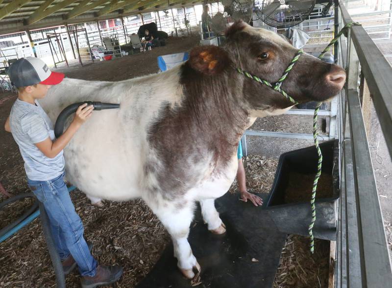 Carter Keller of McNabb, dries off his shorthorn cow to prepare for show during the Marshall-Putnam County 4-H Fair on Wednesday, July 23, 2025 at the Marshall-Putnam Fairgounds in Henry.