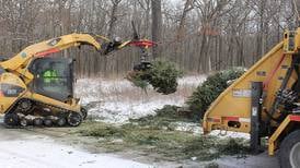 Turn your holiday tree into trails and landscaping