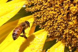 Plan climate-friendly home gardens with DeCarbon DeKalb