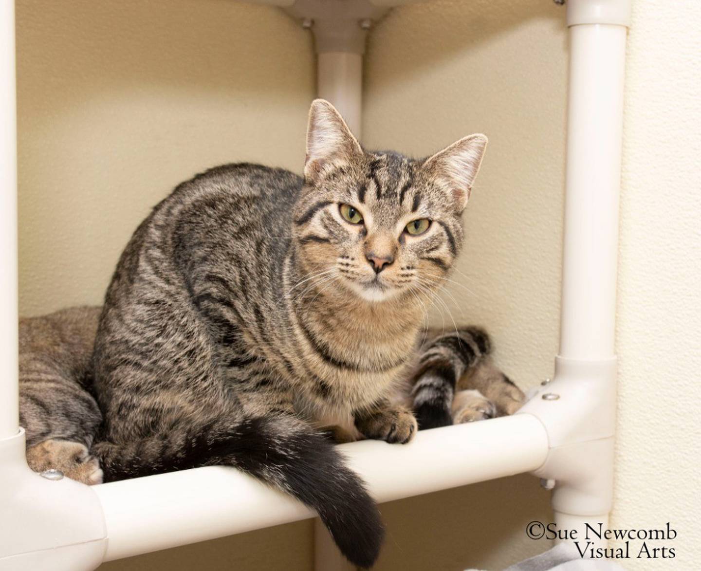 Wayne is a 10-month-old tabby kitten that needs a loving forever home to help him blossom. Wayne loves the company of other kittens and playing with toys. He can be a bit shy at first, but he leans into pets and cheek rubs once he’s comfortable. Contact the Will County Humane Society at willcountyhumane.com and follow the instructions for the adoption process.
