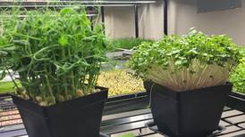 Microgreens classes set for November at Prophetstown library