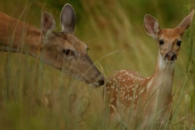 Kendall County Forest Preserve District examining fatal deer disease at Saturday workshop