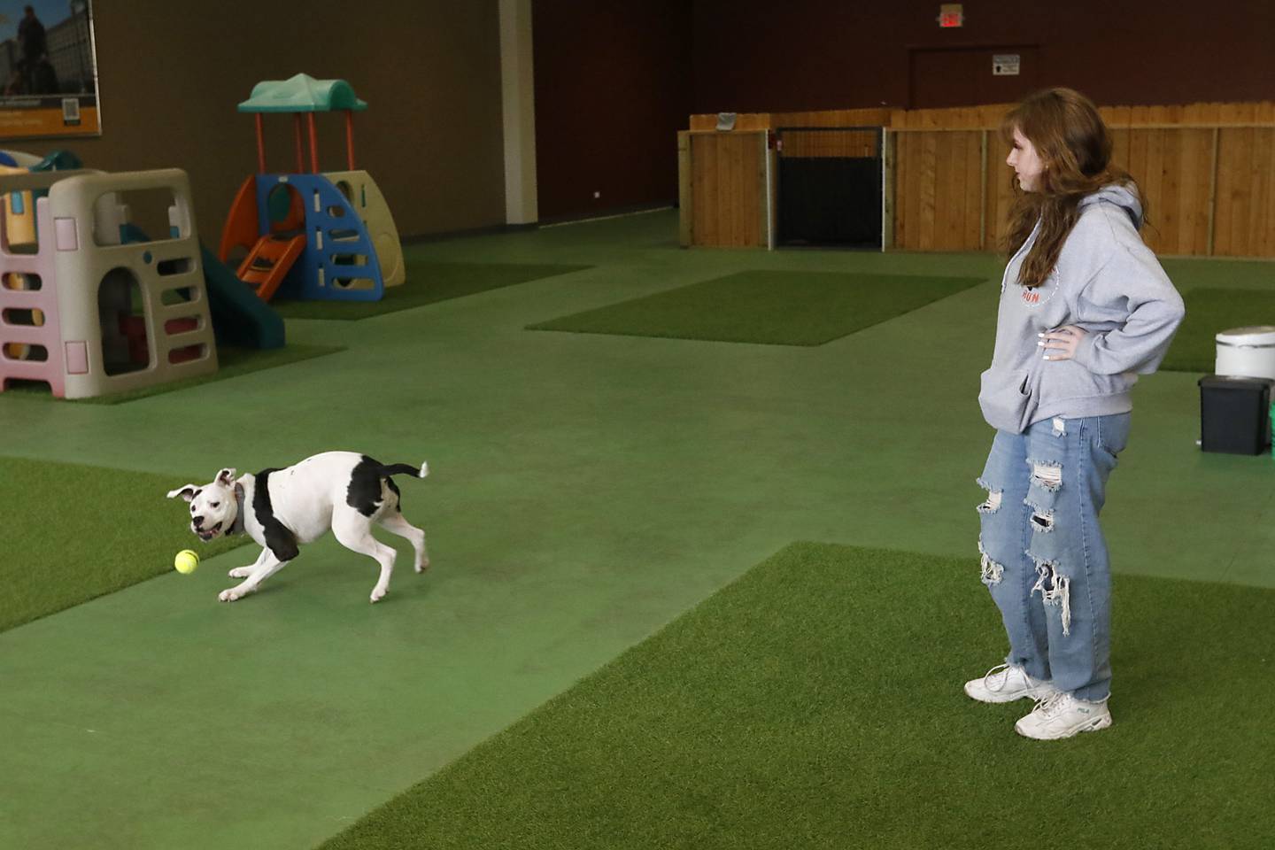 Mya Mayberry, a dog park attendant at Woof & Run, plays with Clarabelle Tuesday, April 25, 2023, at the indoor dog park and dog day care in McHenry. Woof & Run is re-opening after being closed for two weeks because of a staffing shortage.