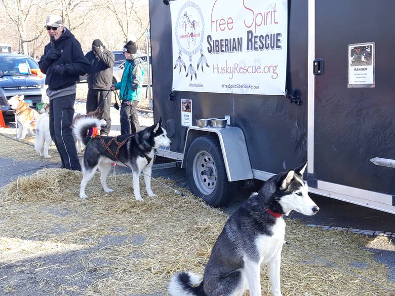 Free Spirit Siberian Rescue showcases huskies Sunday, Feb. 5, 2023, during a sled dog demonstration at the Starved Rock State Park Visitor Center parking lot.