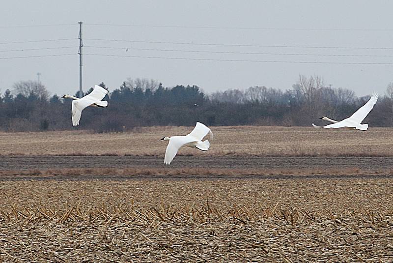 Trumpeter swans visited Waltham Township on Wednesday Jan. 18, 2023 near Utica. According to Lisa Sons, Illinois Department of Natural Resources Coordinator at Starved Rock State Park, the birds are seen around the Starved Rock area in the winter months.