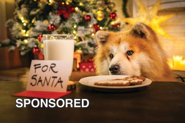 Tips For Keeping Pets Safe From Holiday Temptations