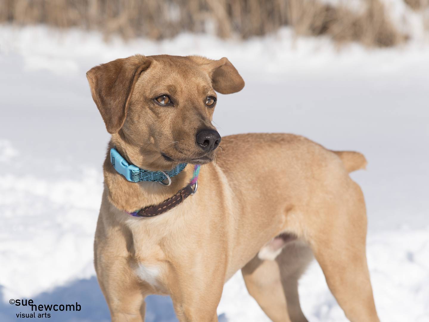 Biscuit is a young mixed breed dog who was found as a stray. He is sweet and well-mannered with staff and volunteers and doesn't seem to mind his kennel mates either. Contact the Will County Humane Society at willcountyhumane.com and follow the instructions for the adoption process.
