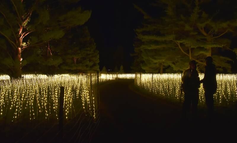 “Golden Glade” surrounds visitors on a trail through the Morton Arboretum’s conifer collection.