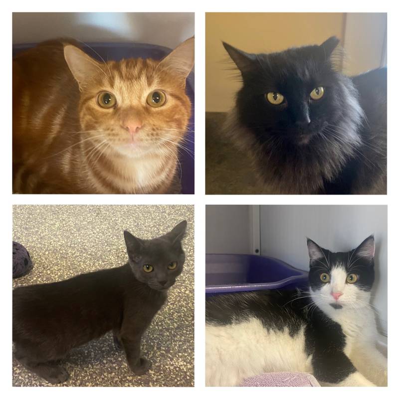 For November 28, 2022: the Morris Herald-News presents this week’s Pets of the Week.