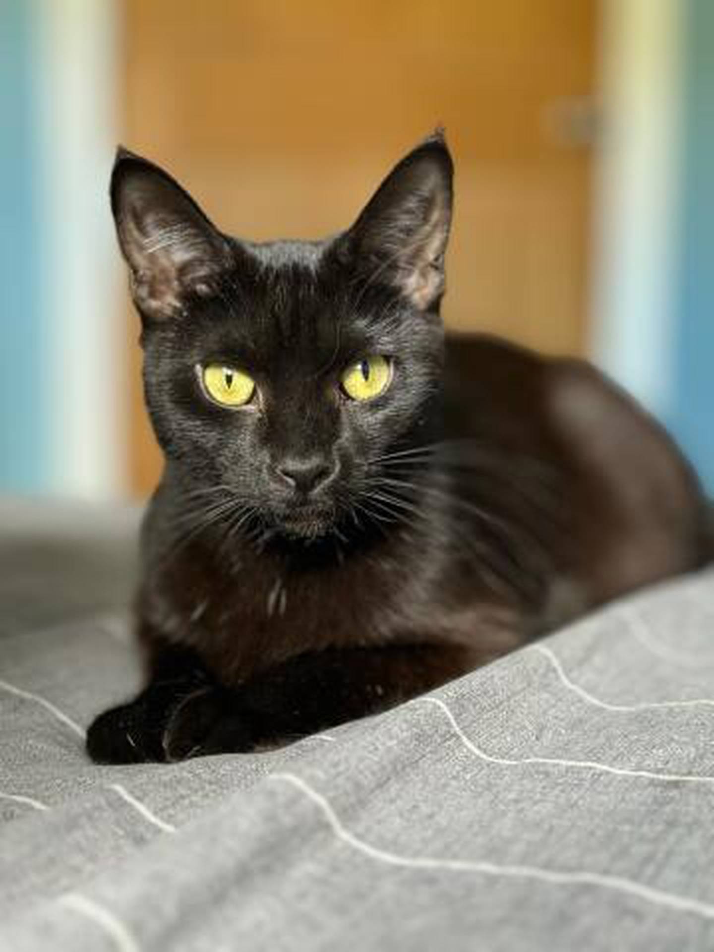 One-year-old Filomena also loves getting pets, playing with the laser pointer, chasing ribbons and playing cat games on a tablet. She is very sweet and quiet. And she loves hanging out with her brother Bonifacy. Bonifacy is also available for adoption, and they would love to stay together. To meet Filomena, visit ForgetMeNotRescue.com/adoptables.
