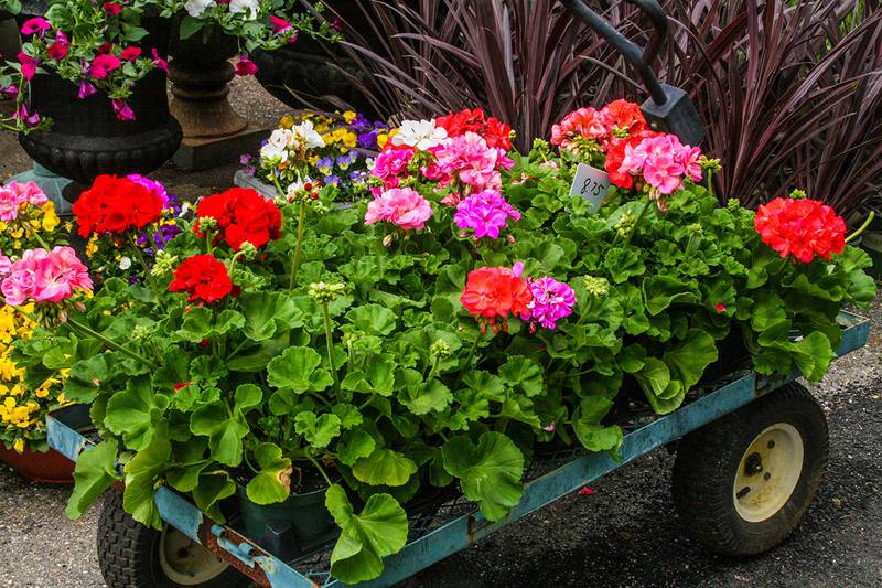 Countryside Flower Shop - How to Care for Geraniums