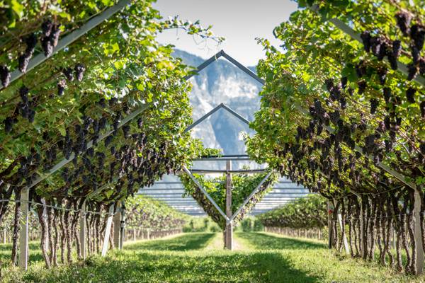 Uncorked: Italian mountains perfect for cultivating Pinot Grigio 