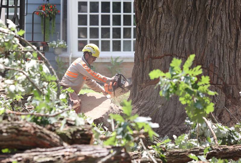 Workers from D. Ryan Tree and Landscape take down the historic oak tree Thursday July 21, 2022, at 240 Rolfe Road in DeKalb. The tree, one of the oldest in the city, was beginning to die and lost a branch in a storm last week so at the advice of an arborist the city opted to remove it rather than risk more branches coming down and causing damage or injury.