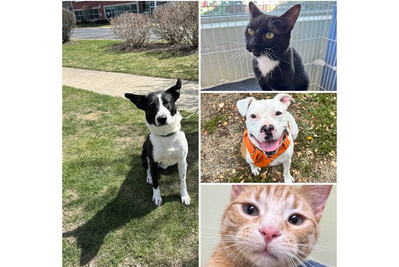 The Herald-News presents this week’s Pets of the Week. Read the description of each pet to find out about it, including where it can be adopted in Will County.