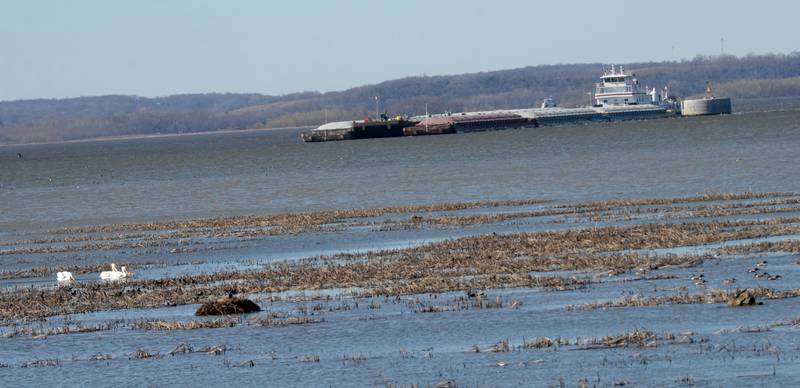 A pilot boat guides barges on the Mississippi River on Saturday, April 6, 2024 between Fulton and Thomson.
