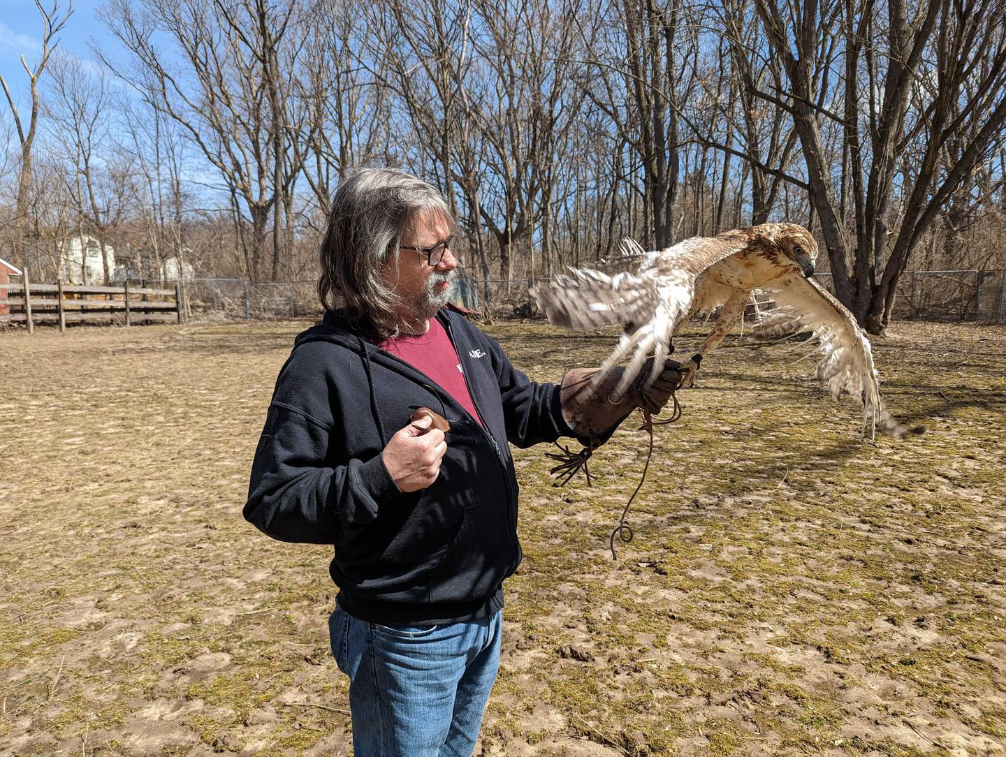 Icarus the red-tailed hawk, rendered flightless and nearly featherless by a landfill flame (shown trying to fly), today is fully recovered and flying free.