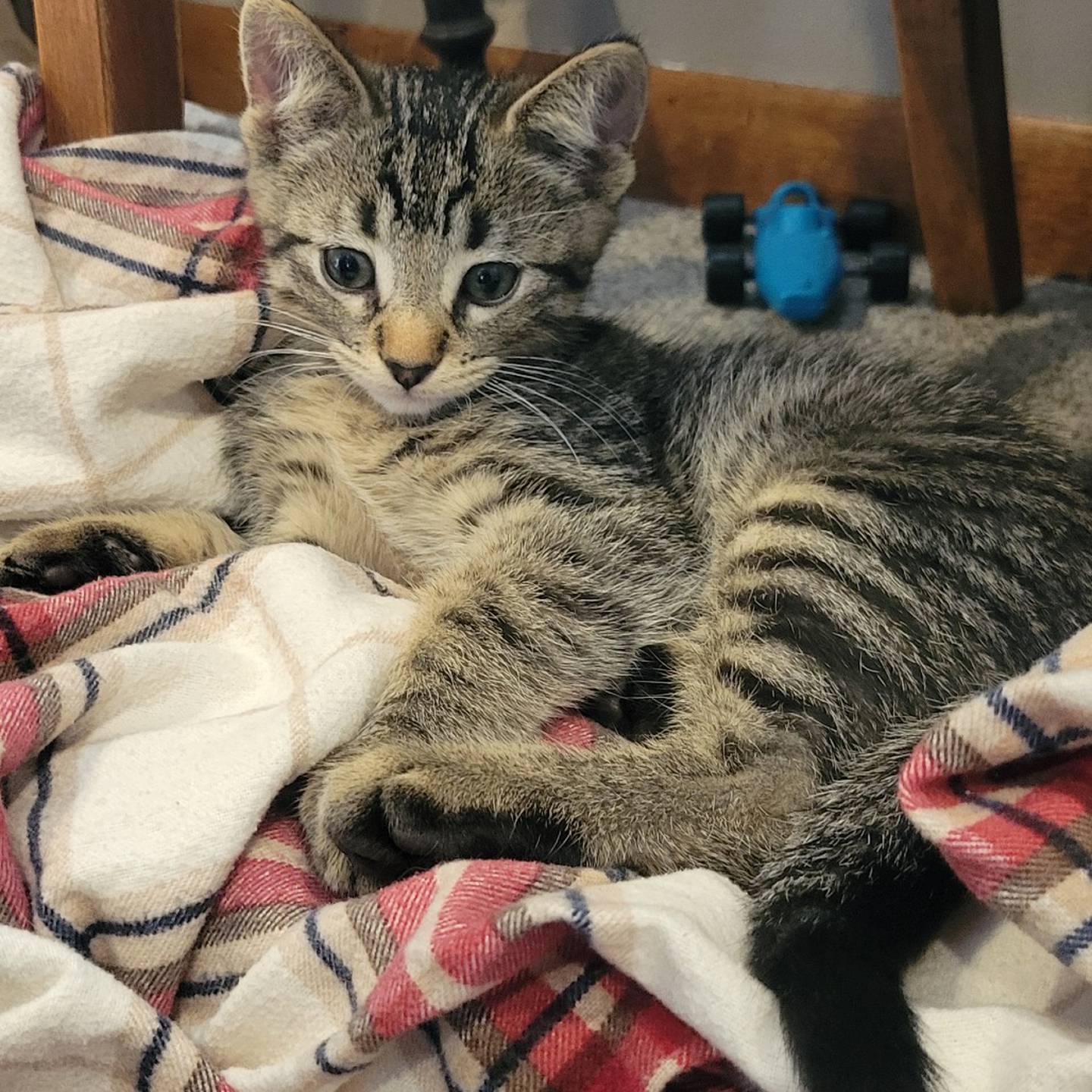 Oolong is a playful, purry kitten full of zoomies, cuddles and charm! He’s besties with his sister Taro - they’d love a forever home together - or he’d be happy to be BFFs with another playful cat buddy. To meet Oolong, visit thekittysquad.com/adoptables.