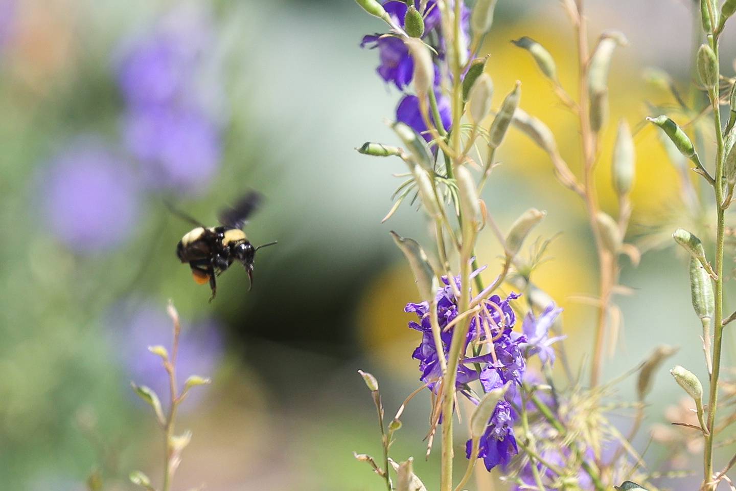 Children aren’t the only ones that benefit from the Children’s Garden in Elwood, hundreds of native species visit the garden. The Children’s Garden in Elwood recently celebrated their 25th anniversary. Saturday, July 9, 2022 in Elwood.