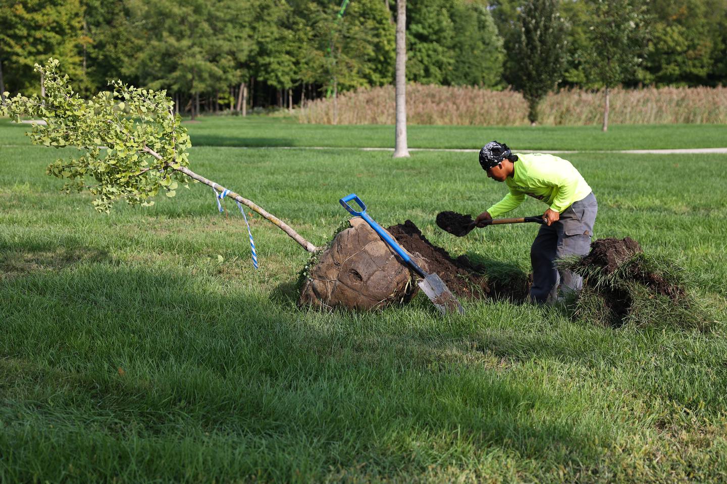 A volunteer from Skyline Tree Service digs a hole to plant a tree at the Abraham Lincoln National Cemetery on Wednesday, Sept. 20, in Elwood.