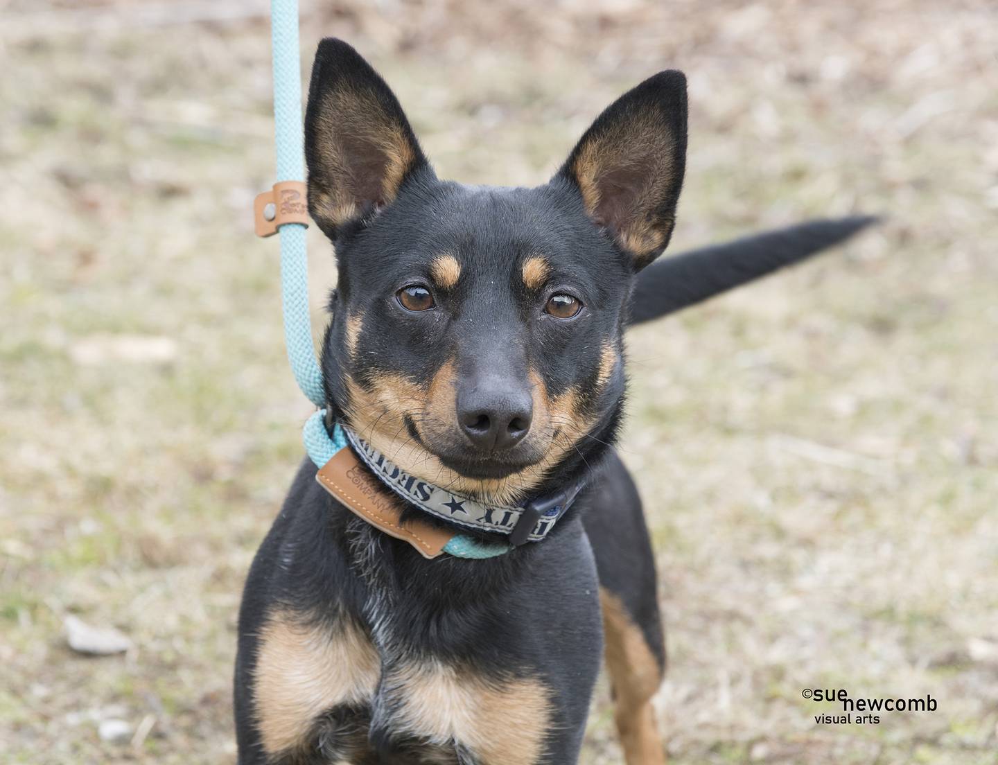 Buddy is a miniature pinscher/terrier mix who was an owner-surrender from downstate. He is super sweet and very excitable and seems to do well with other dogs. Contact the Will County Humane Society at willcountyhumane.com and follow the instructions for the adoption process.