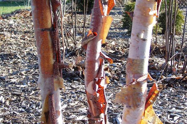 Down the Garden Path: Give your pollinator garden a boost with native keystone species