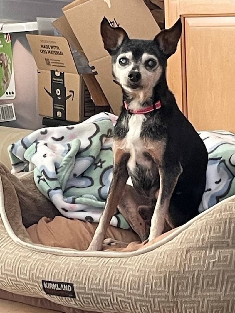 Rascal, an elderly, blind, deaf miniature pinscher - min-pin – is available for adoption to his forever home.